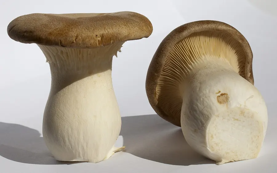 Setas de cardo (Pleurotus eryngii) recolectadas