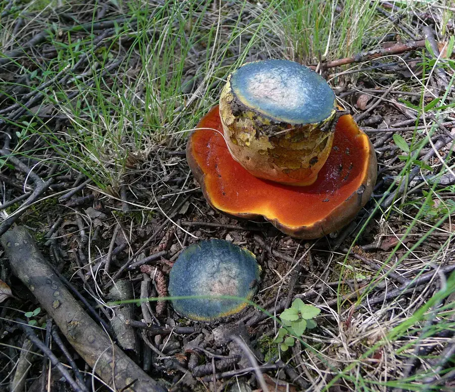 Boletus de pie rojo (Neoboletus erythropus) con poros rojos y pie punteado de rojo