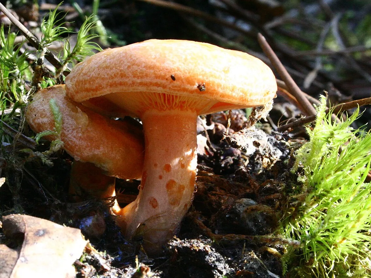 Dos níscalos (Lactarius deliciosus) silvestres de color naranja entre musgo y pinocha, con el pie marcado por manchas anaranjadas